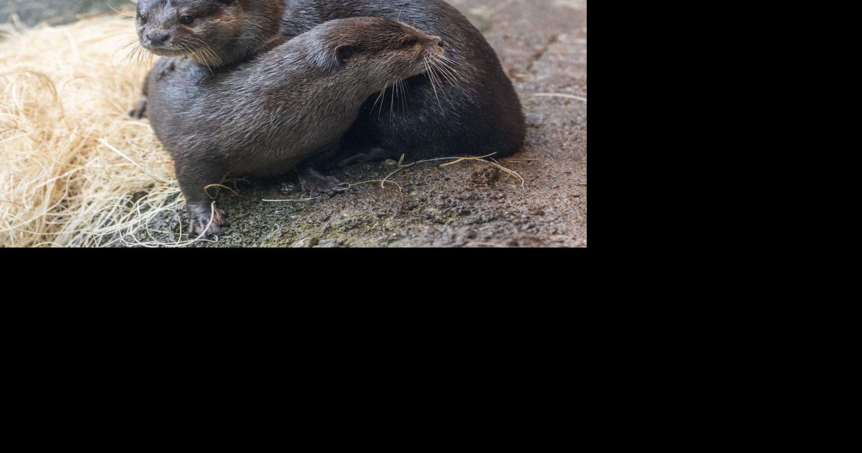 ポイント ディファイアンス動物園と水族館の大きなカワウソ ニュース |文化+生活