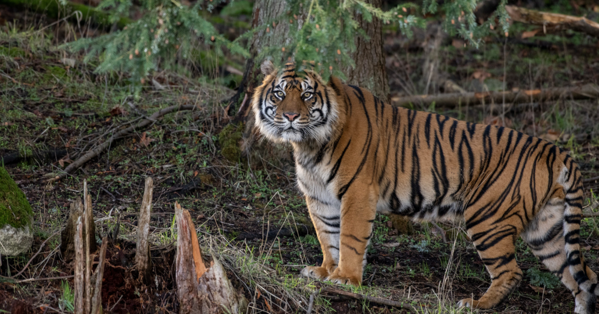 Tiger Community Tigers, Community Grants, and Scholarships, Oh My! | A&E ...