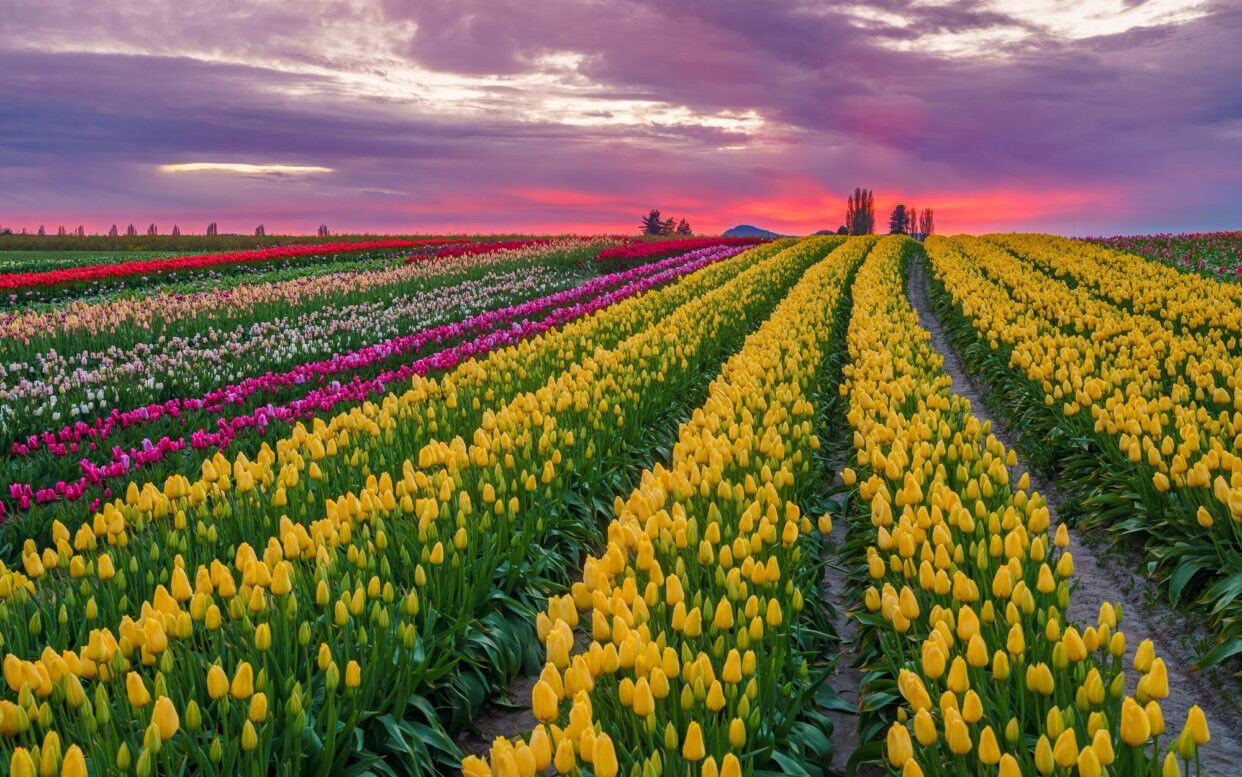 F353 Sunset in the Tulips, Roozengaarde Garden, Washington | Randall J  Hodges Photography, image size:1242x777