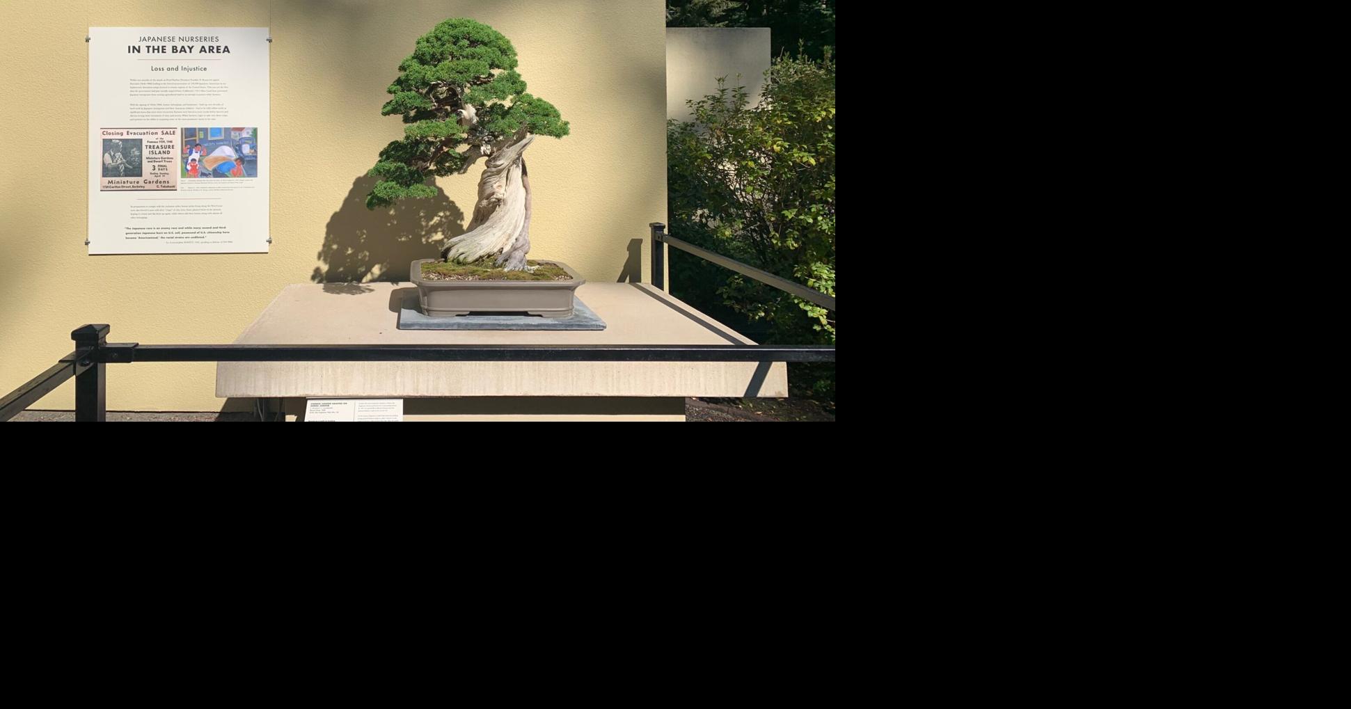 Exhibit in Federal Way Showcases the History of Bonsai Artists A&E
