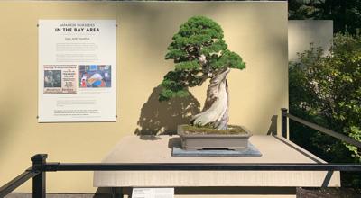 substrat bonsai Kiryuzuna 3-5 mm  substrat mineral japonez pentru bonsai, stabilitate   Secret Garden Plant Shop