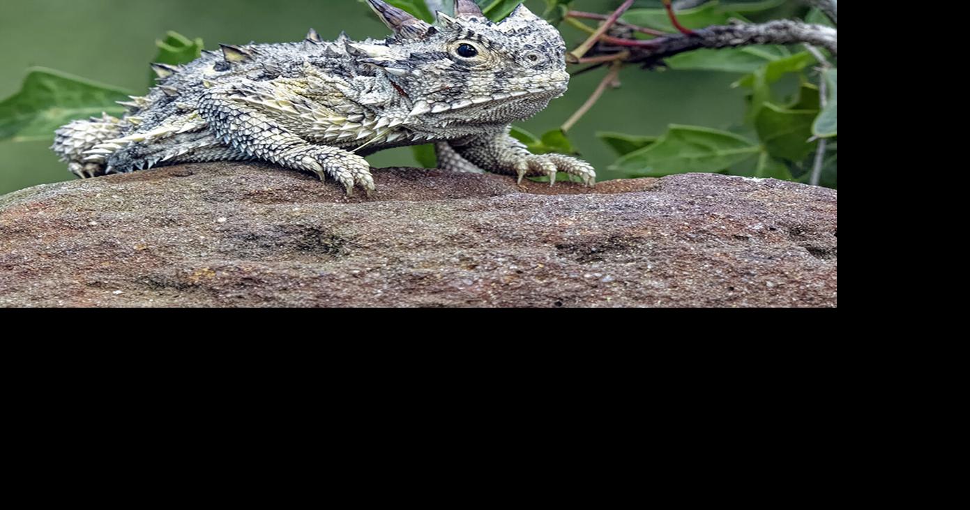Brush Country Backyard: Cacti create horned lizard havens | Beeville ...