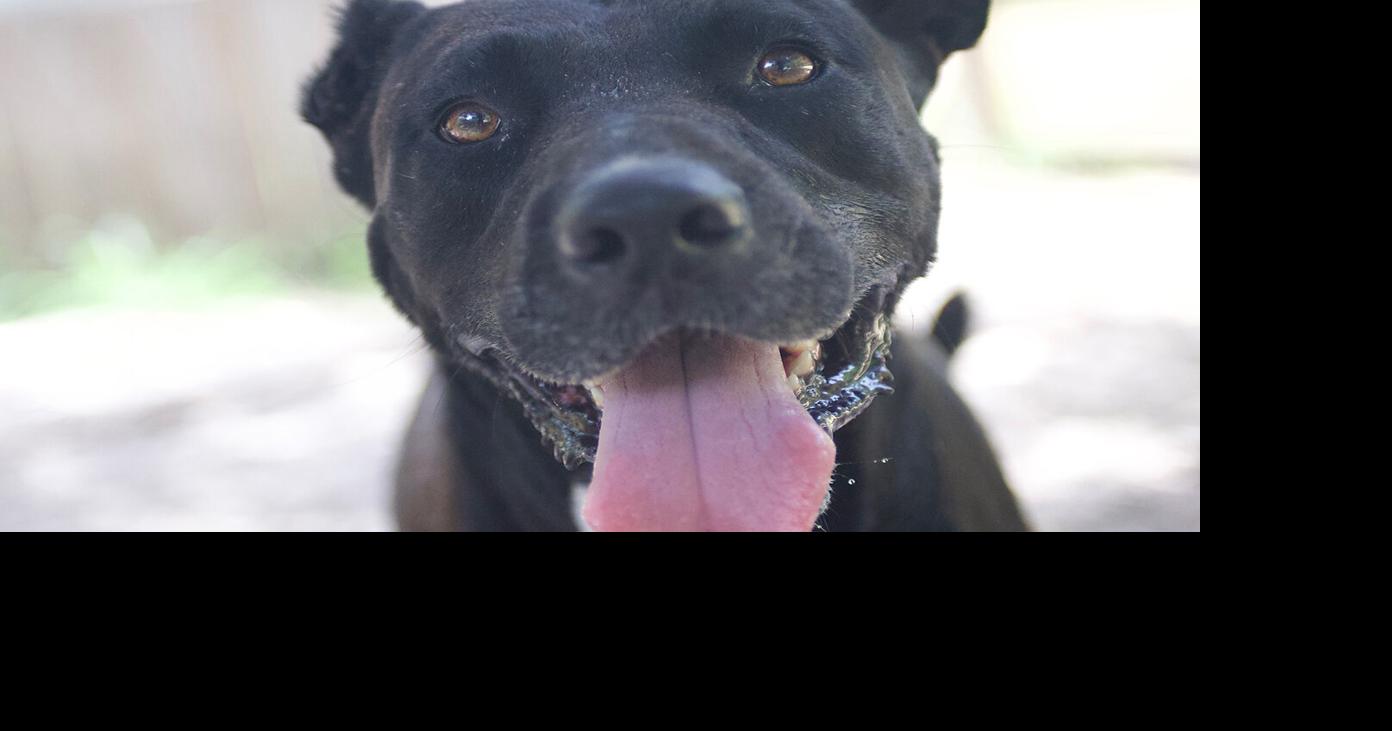 Pets of the Week