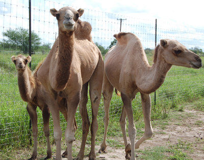 5865534132112.image.jpg?crop=