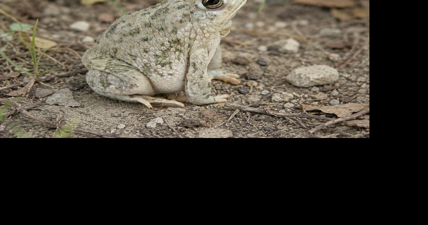 Tiny toads are on the move