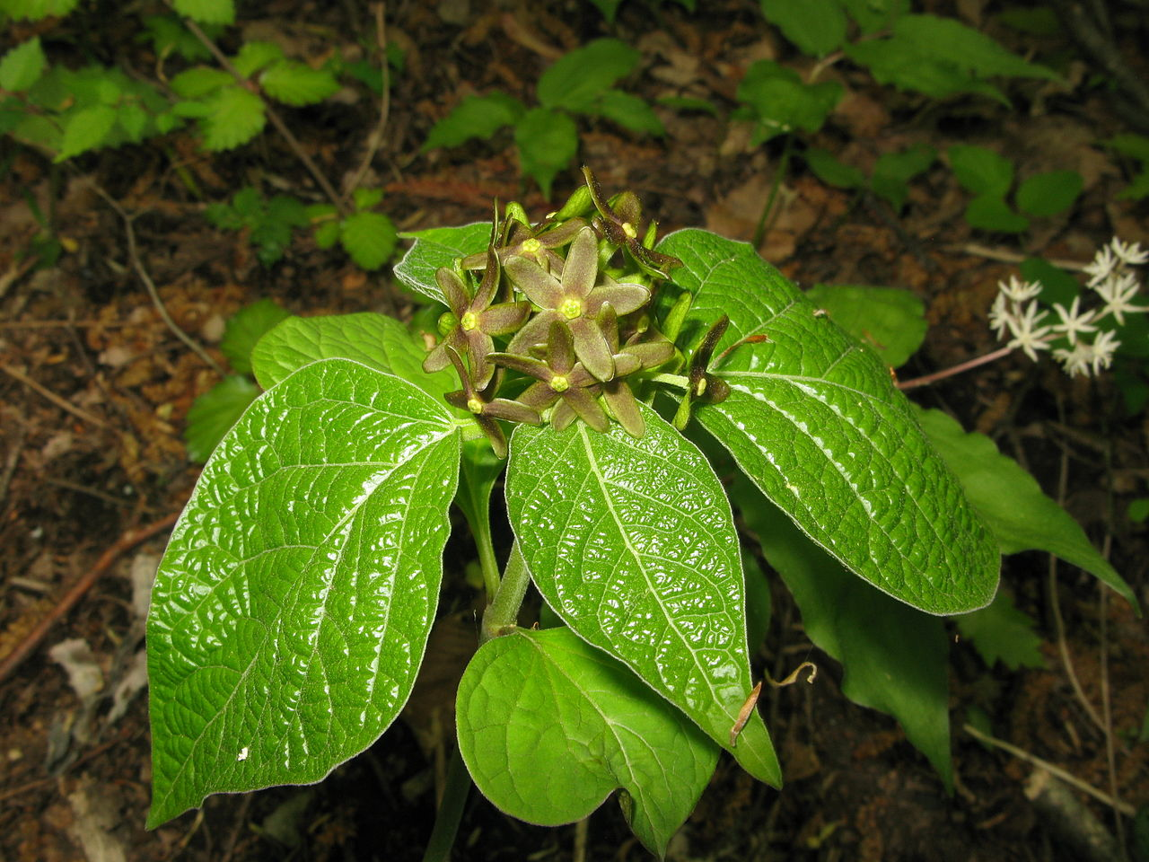 This clever plant mimics odor of injured ants to attract
