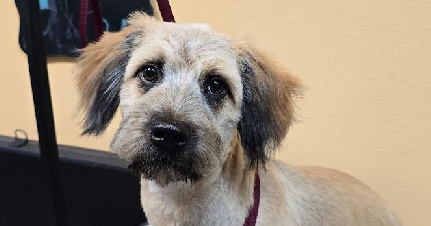 Pets of the Week