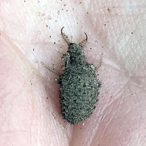 Brush Country Backyard: Doodlebug drama in my backyard | Beeville Bee ...