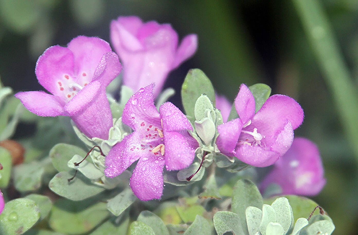 6849950e59476.image.jpg?crop=
