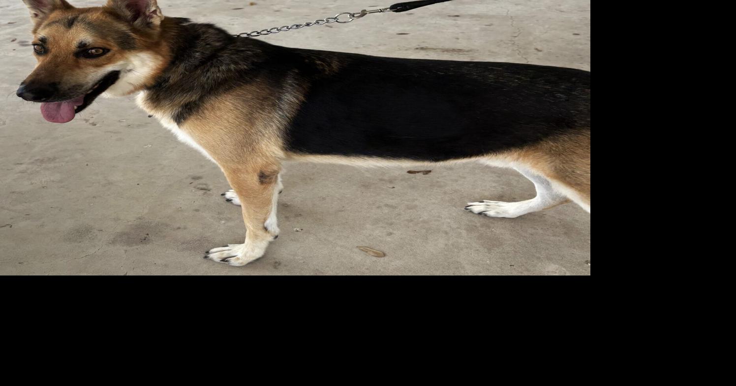 Pet of the Week: Rango is ready to tango! | The Progress ...