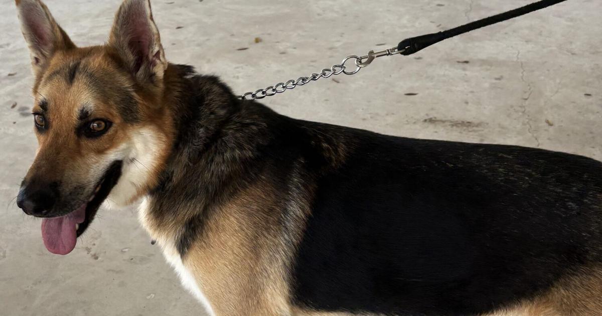 Pet of the Week: Rango is ready to tango! | The Progress ...