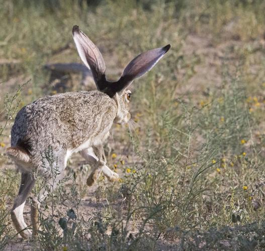Bunnies and leverets and rabbits … oh, my! | Beeville Bee-Picayune ...