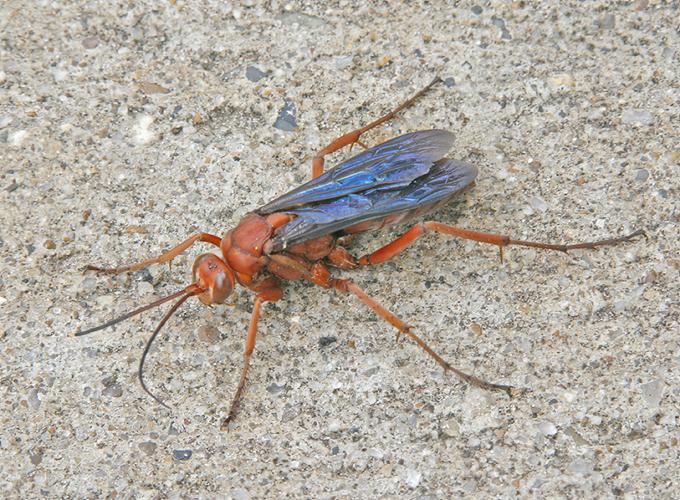 The Ranch Wasp Brush Country Backyard: Wasps and tanagers show nature’s balance ...