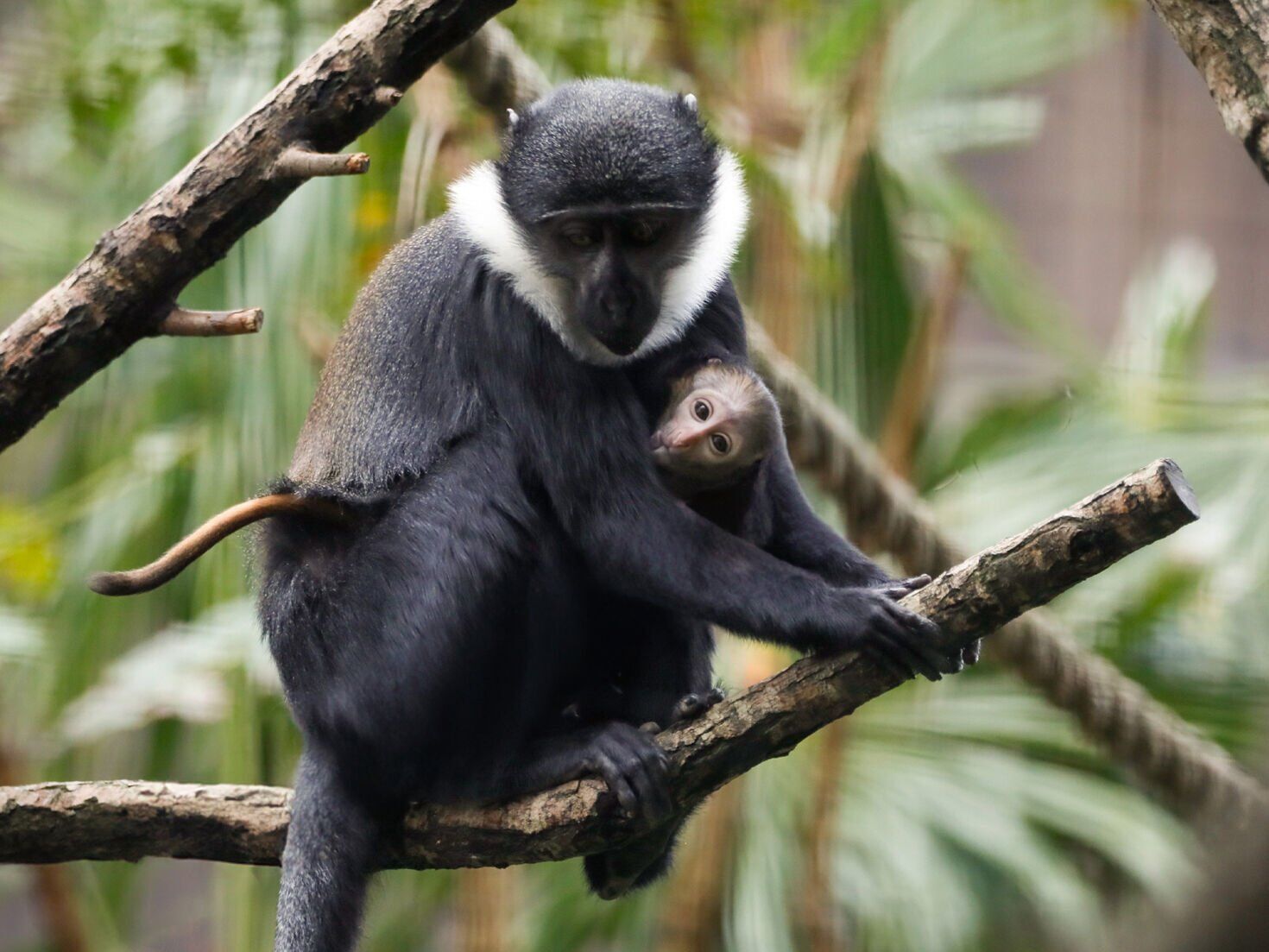 Adorable rare baby monkey born at zoo | | southtexasnews.com