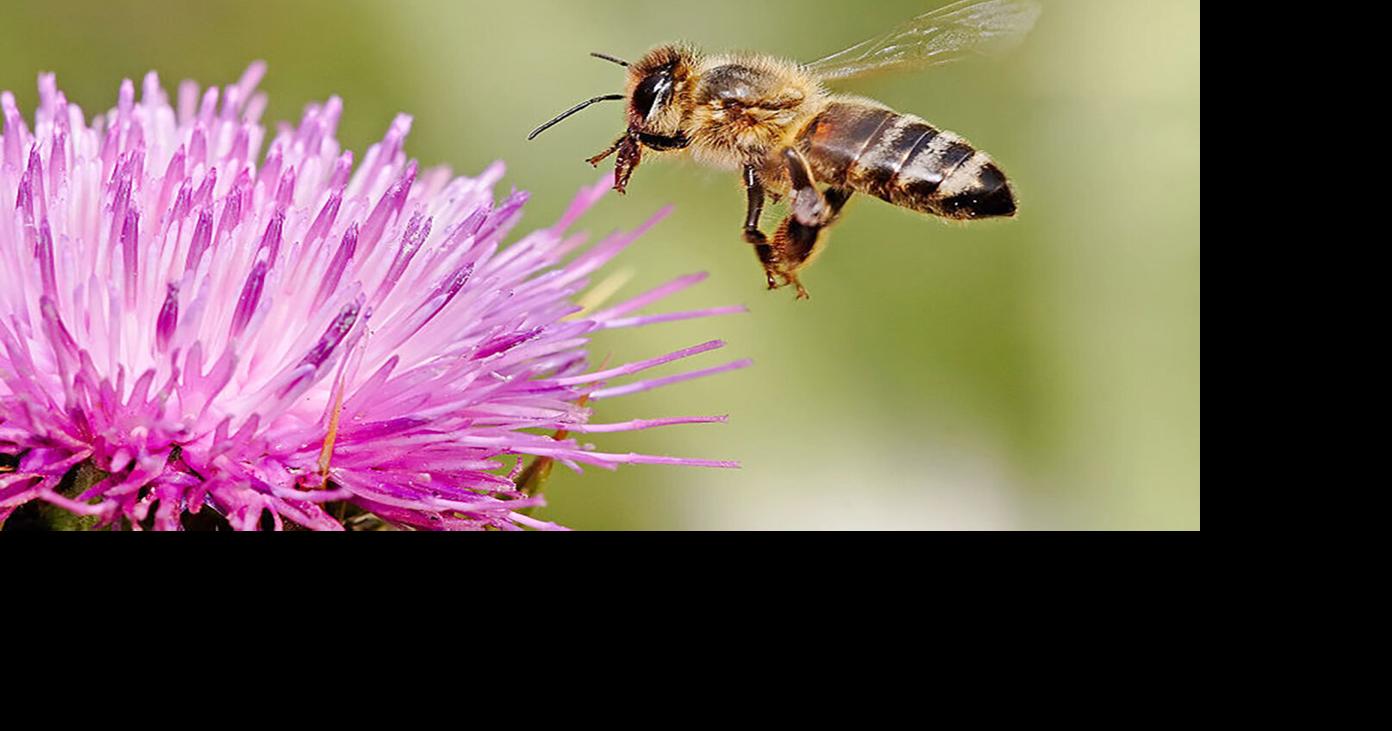 Indigenous Peoples called them ‘white man’s flies’