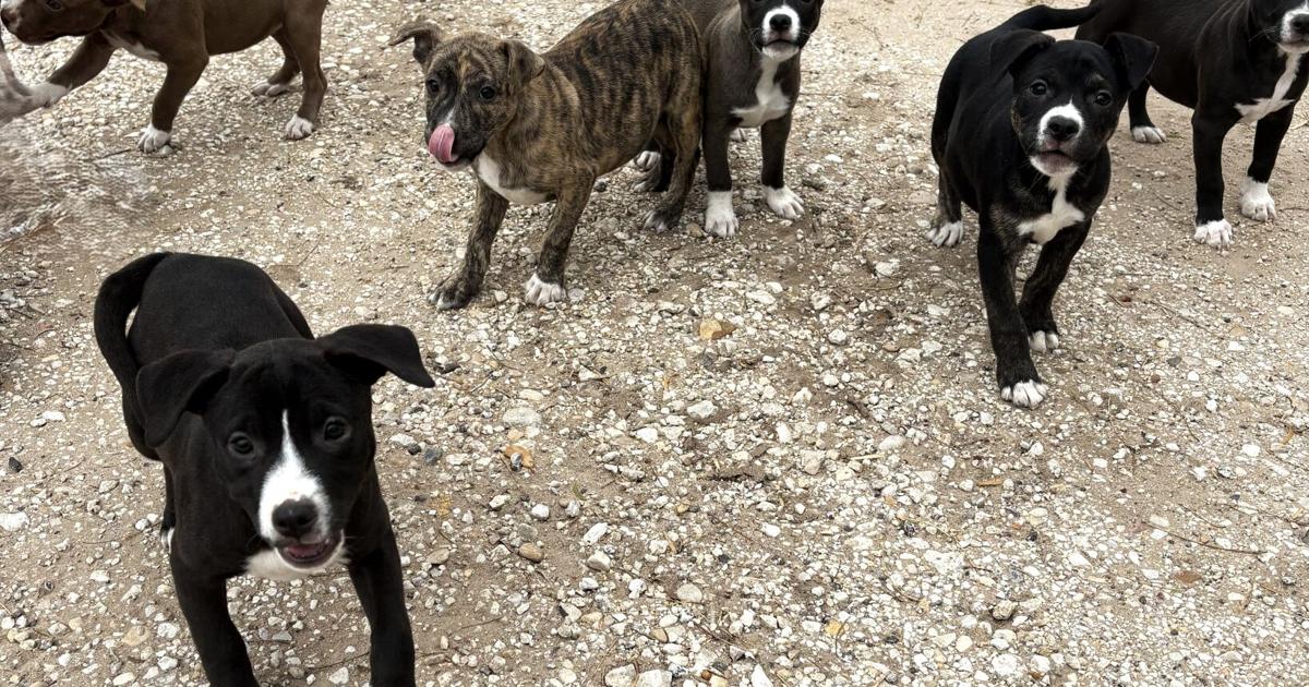Sweet Rascal Yercaud Pets Meet the Little Rascals – Pets of the Week | The Progress ...