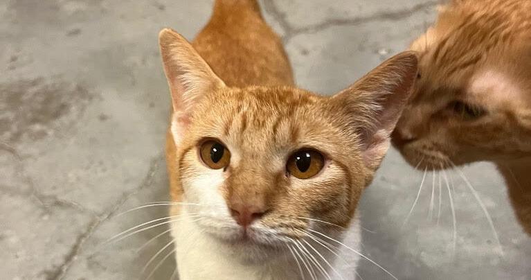 Pet Spotlight of the Week | Rockport Pilot