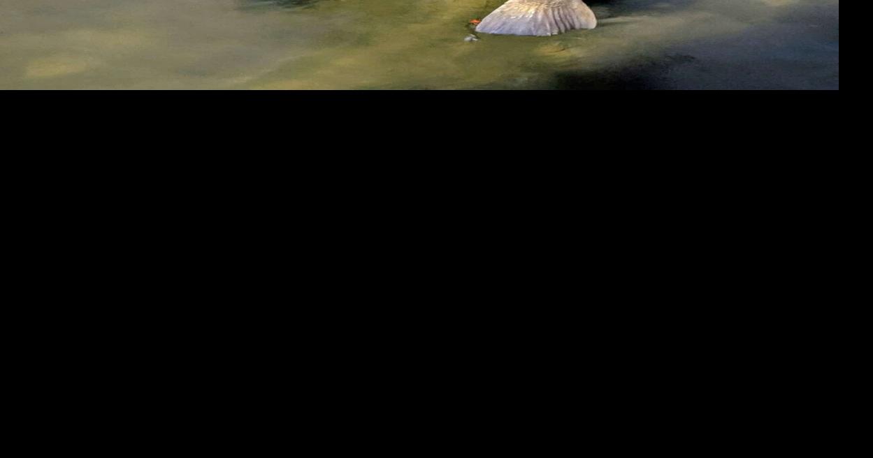 Large black drum caught, released at Laguna Reef Pier