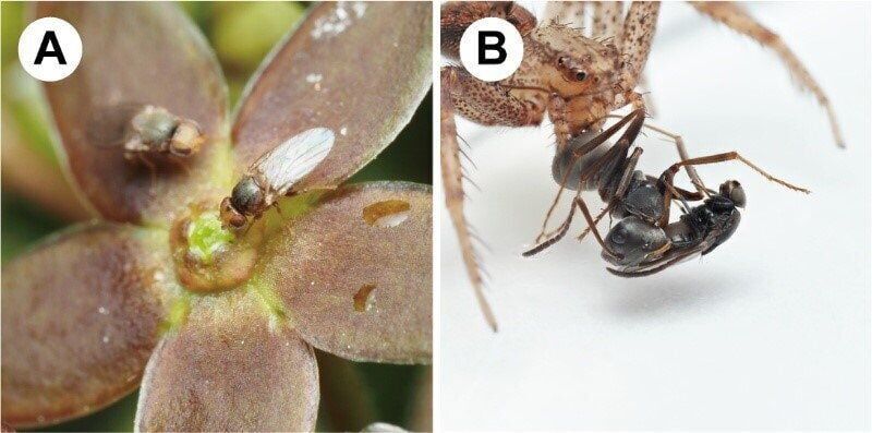 This clever plant mimics odor of injured ants to attract