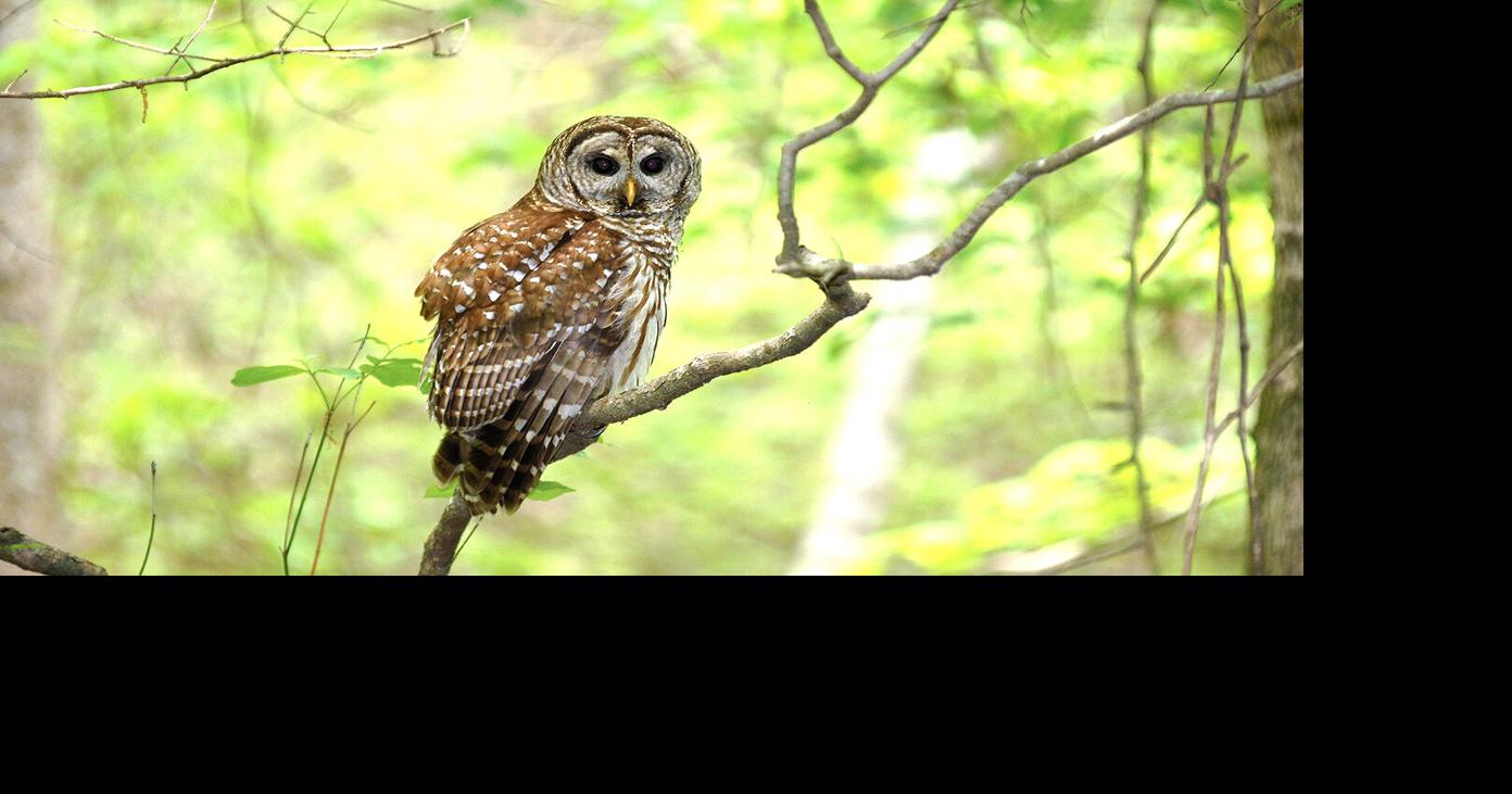 Birds of Prey: Some up close encounters with raptors that make their ...