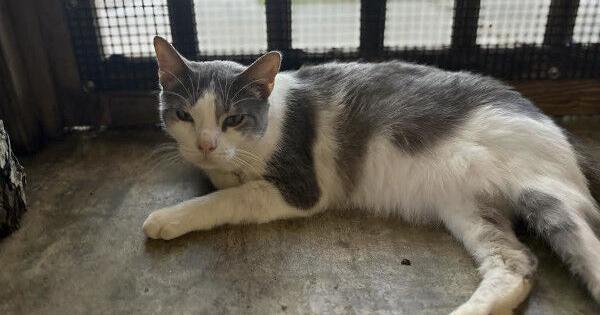 ins 10-8 Pets of the Week_1.jpg