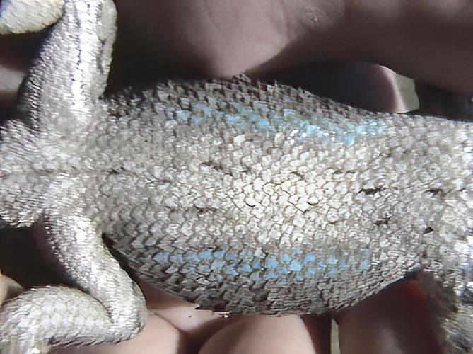 Here comes the sun! And here come the lizards! | Beeville Bee-Picayune ...
