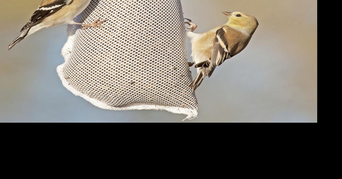 Goldfinches – South Texas' winter Texans | Entertainment & Society