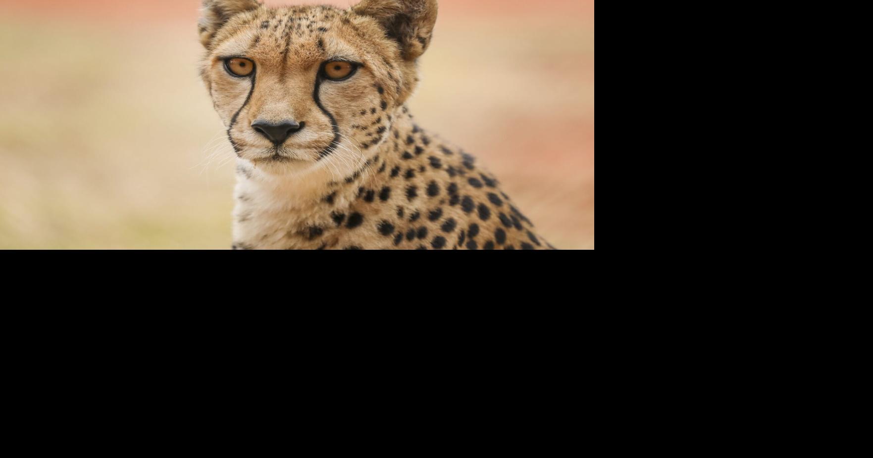 Elderly cheetah’s secret to a long life revealed | | southtexasnews.com