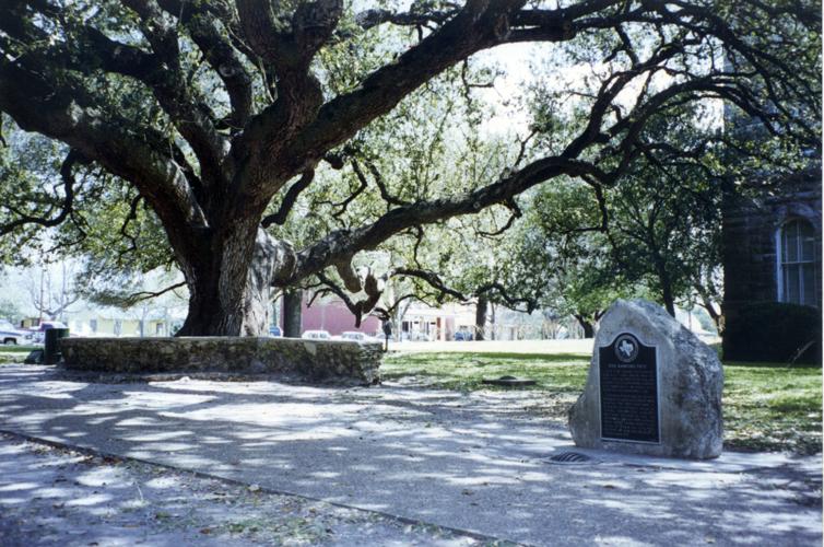 Goliad's hanging tree | Archives | southtexasnews.com