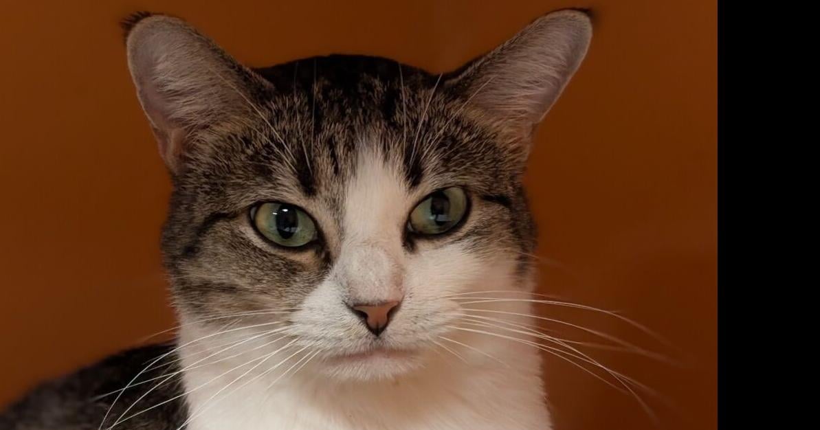 Pets of the Week