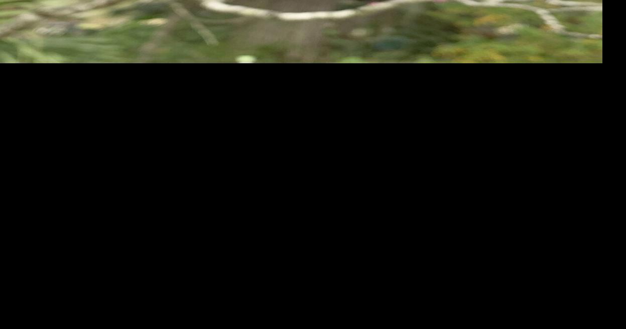 Taking a look at the Eastern Redbud, Texas Mountain Laurel and herb gardens