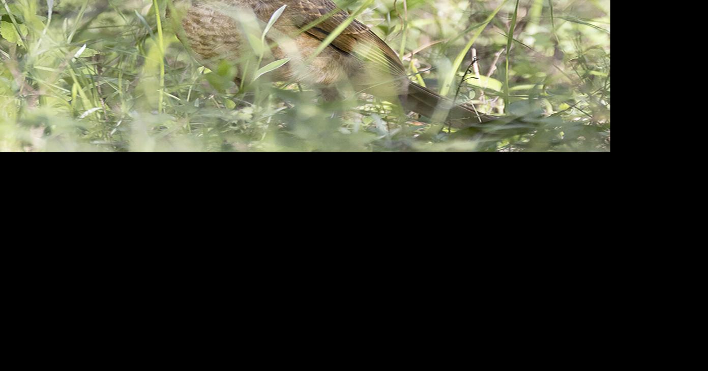 Newcomer bird might ‘call the rains’