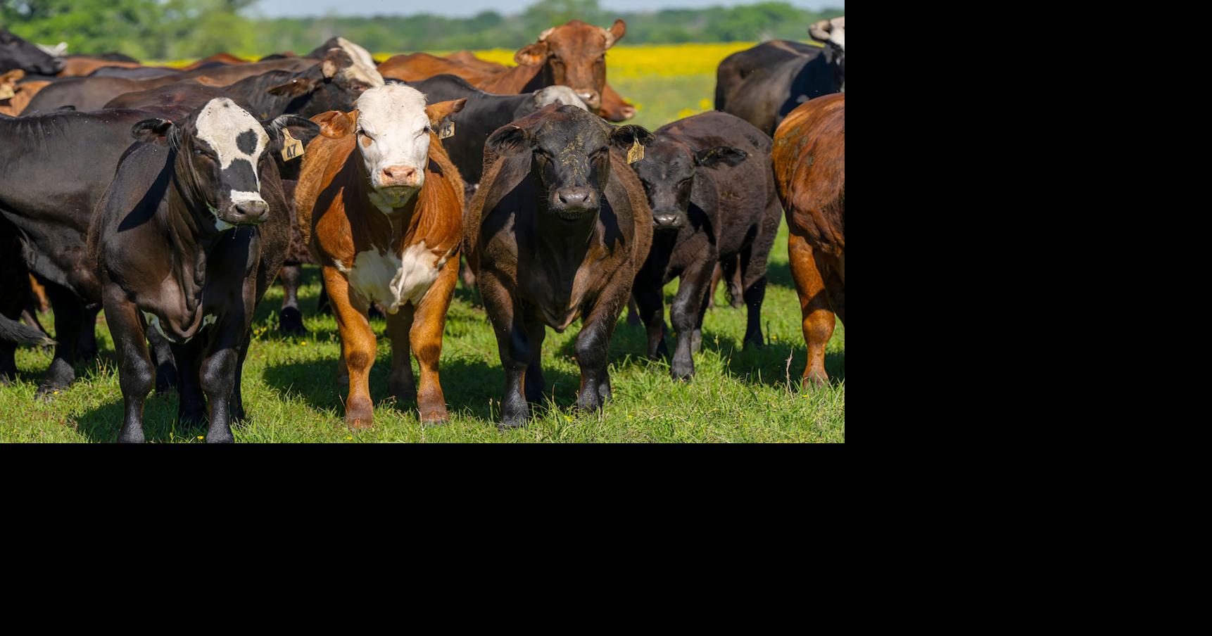 South Texas Beef and Forage Field Day set for May 8 in Beeville ...