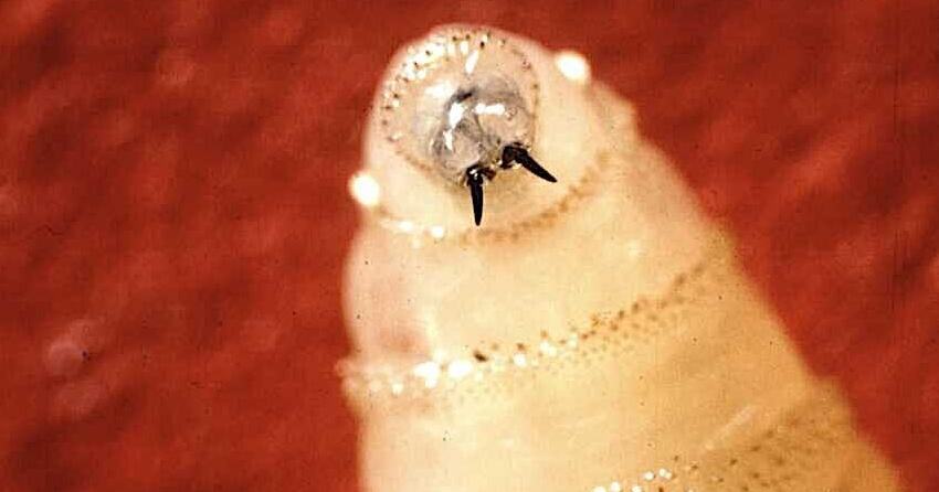 New screwworm case in Mexico raises concern for state ranchers