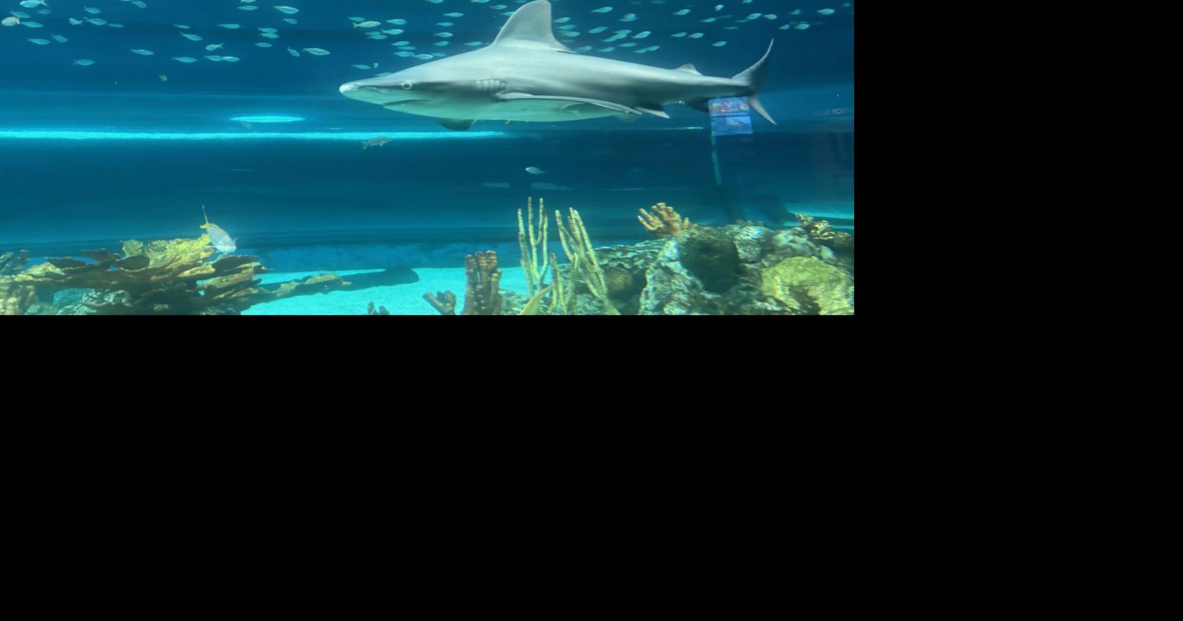 Texas State Aquarium spotlights essential apex predators