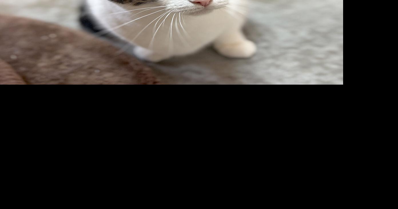 Pets of the Week