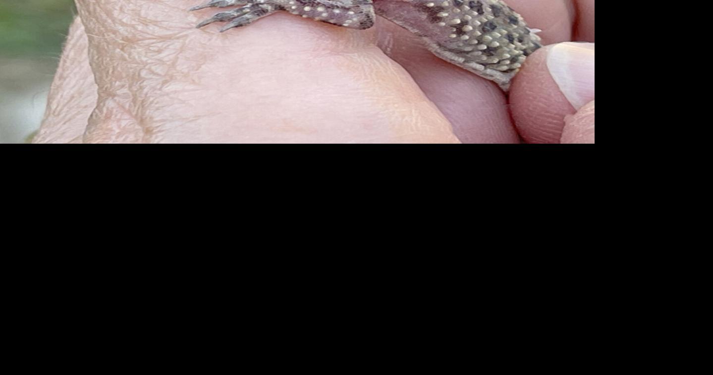 Brush Country Backyard: Moon lizards are geckos with charisma ...