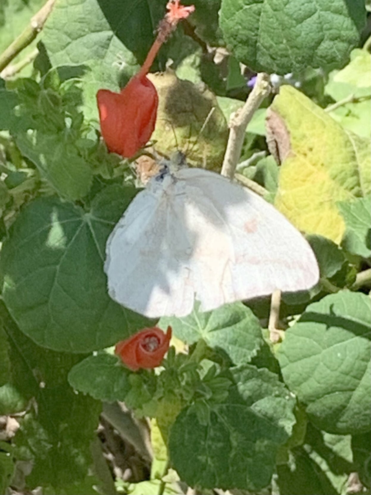 Turk's Cap thrives in the summer heat and sunshine | Beeville Bee