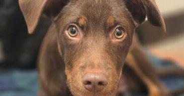 Pets of the Week
