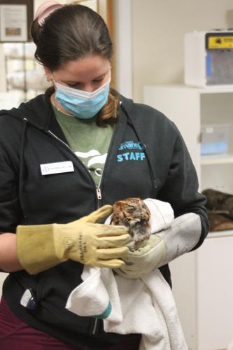 Dealing with injured animal encounters