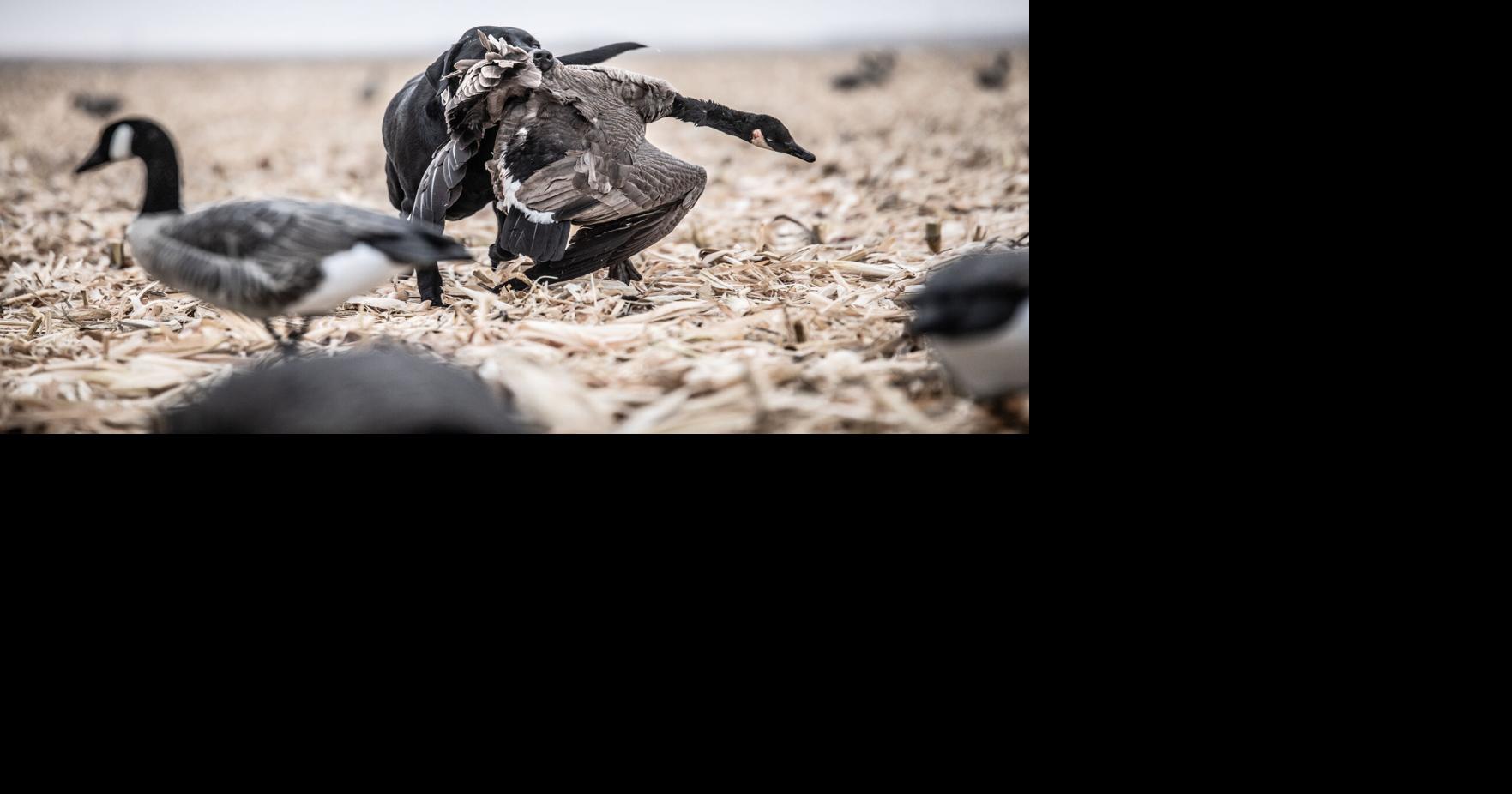Cured, smoked Canada Goose pastrami — a fresh take on an old-time Christmas staple
