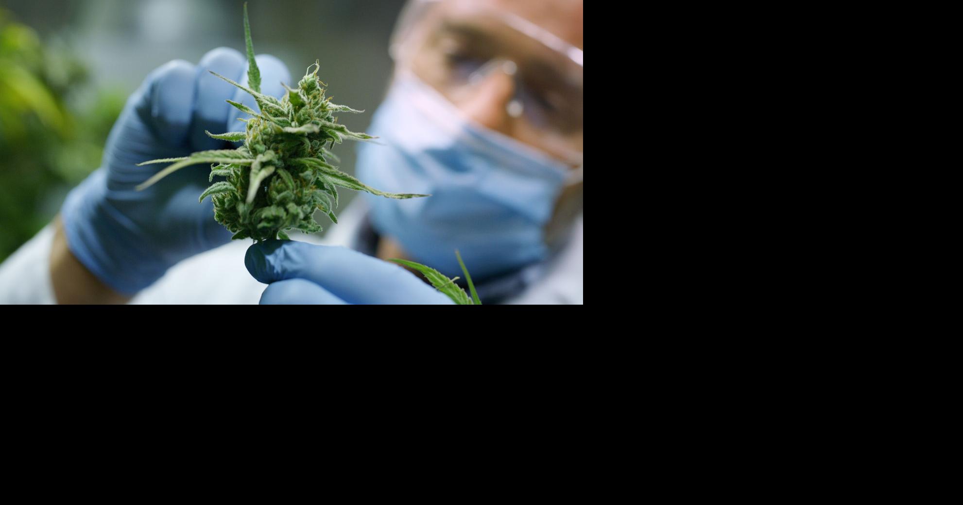 Months after initial report, W.Va. still has not released $34M in medical cannabis revenue