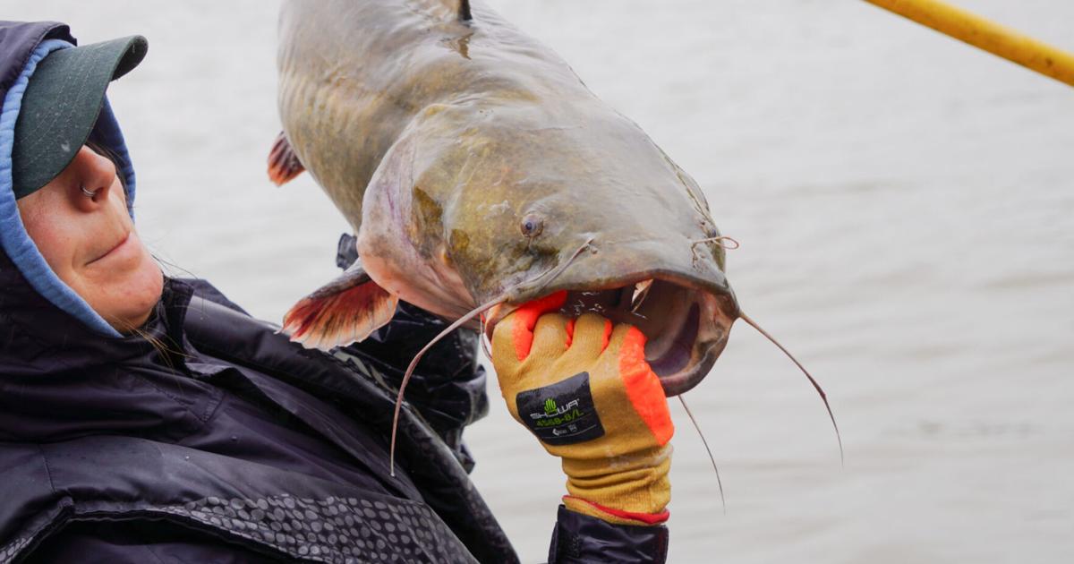 Maryland uses electrofishing to glimpse blue catfish invasion