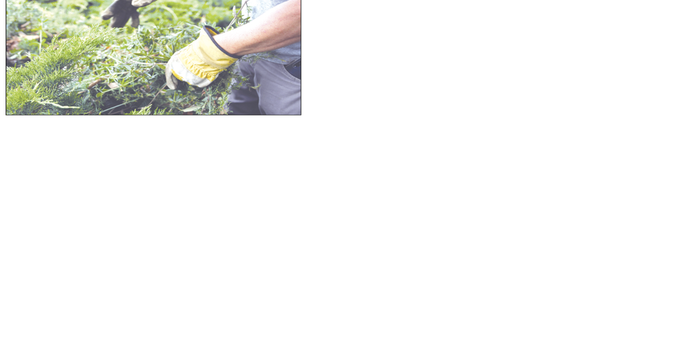 Gardening program helps ex-offenders start over - Vimarsana News