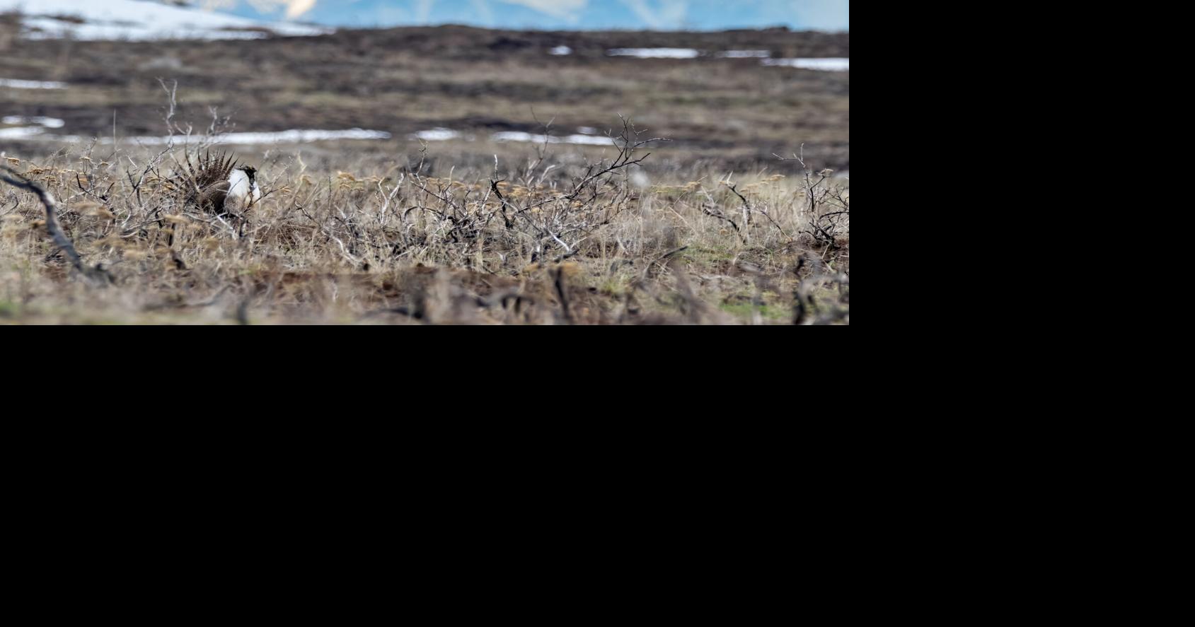 Majdi joining Nature is Nonpartisan to enhance connections, conservation action between parties