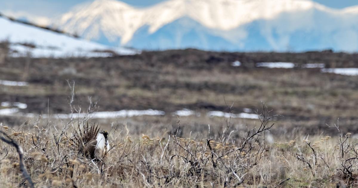 Majdi joining Nature is Nonpartisan to enhance connections, conservation action between parties