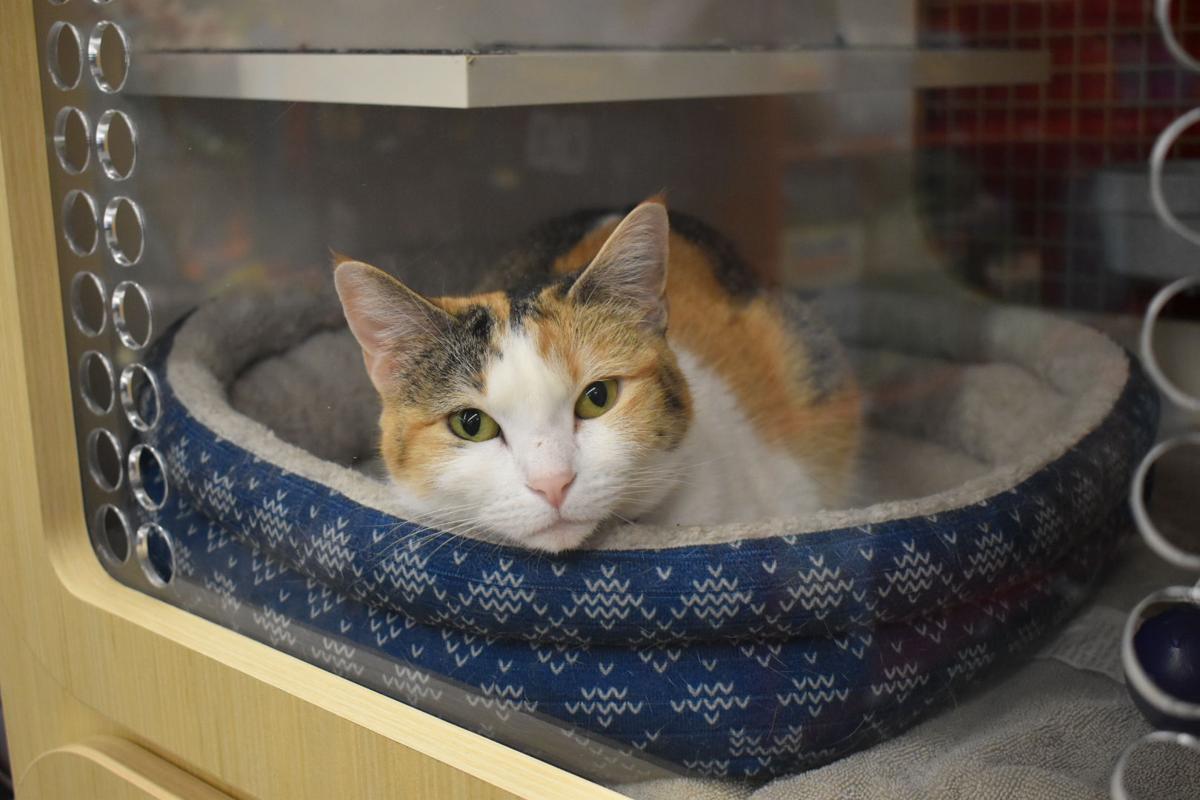 Furry Friends Find A Place At Lucky S News Spiritofjefferson Com