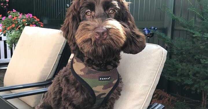 Lack of doggie day care rules leaves many pet owners in the dark | News Lack of doggie day care rules leaves many pet owners in the dark | News