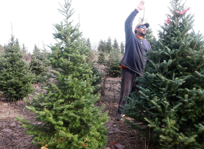 Buying a real Christmas tree? Here are some tips | News ...