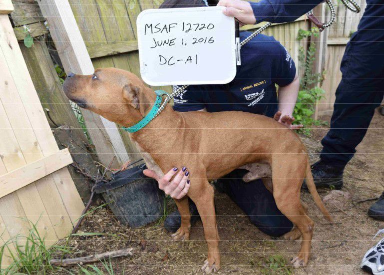 Washington D.C. man sentenced in dog fighting case